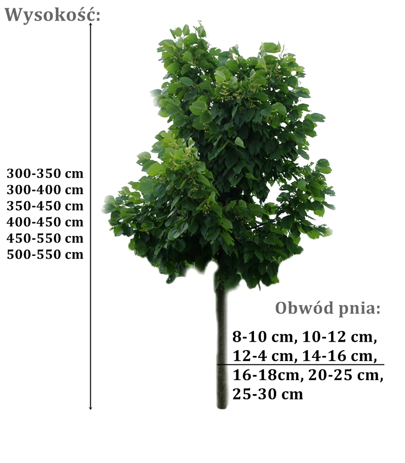 lipa szerokolistna - duze sadzonki drzewa o roznych obwodach pnia